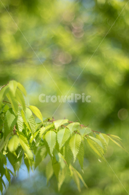 나뭇잎,나무,하늘,초록잎,초록,보케,식물,자연,plants,nature