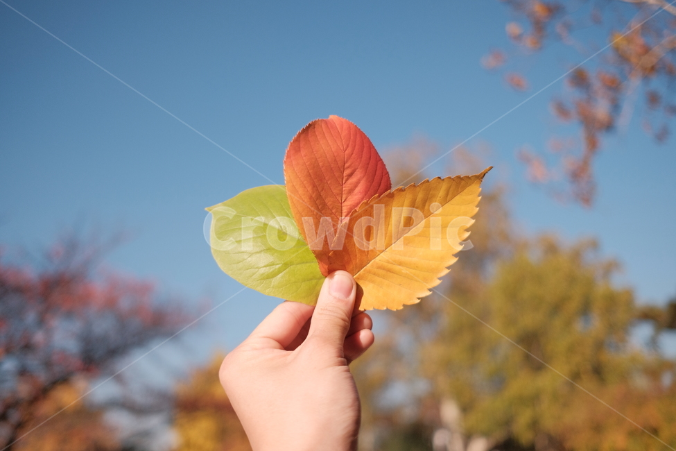 낙엽,단풍,가을,하늘,풍경,가을,계절,fall,autumn,season,색깔,색상,색채,색감,color sense,color sensitivity,feeling of color,plant,식물,leaf,잎