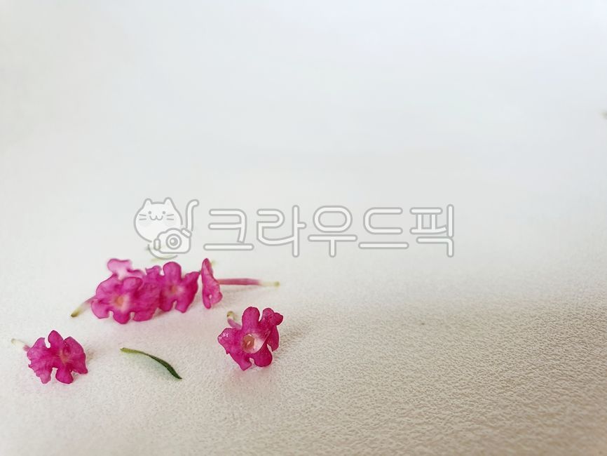 꽃,배경화면,꽃바탕화면,꽃잎,식물,flower,백그라운드,감성꽃,blossom