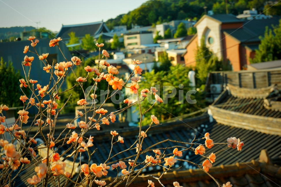 봄,한옥마을,꽃,전통,한국,인사동,korea,감성