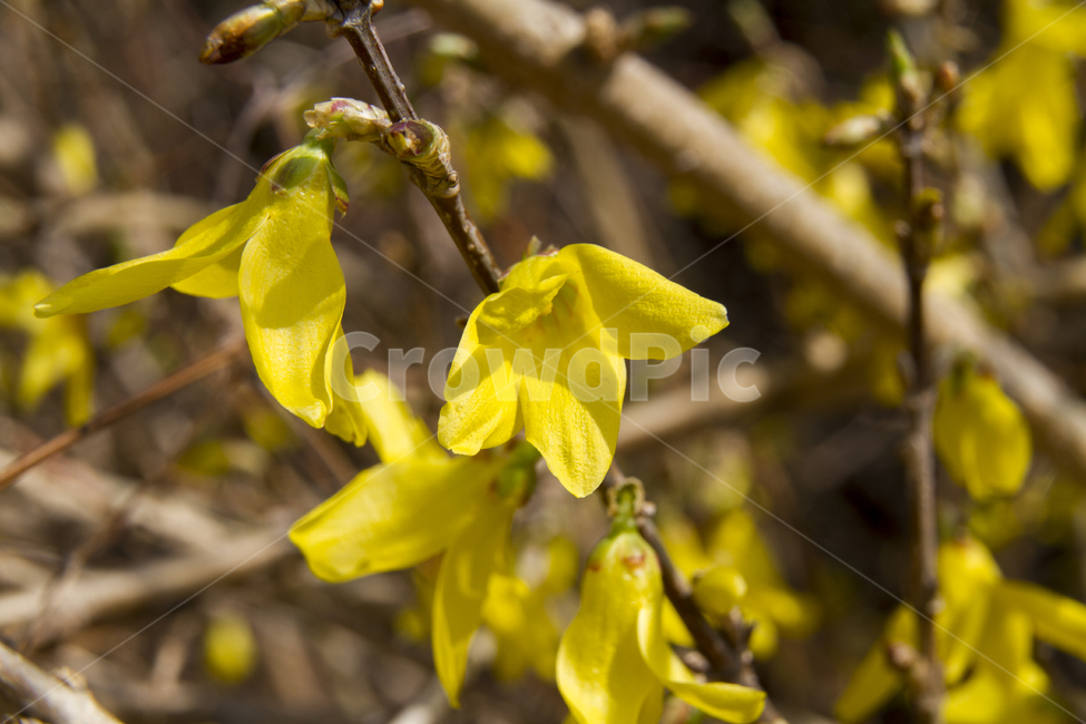 봄,배경,꽃,자연,나무,노랑,푸른하늘,나뭇가지,야외,나들이,공원,Spring,background,flowers,natural,tree,yellow,bluesky,branches,outdoor,picnic,park,개나리,koreanforsythia,봄,계절,spring,season,식물,자연,plants,nature,꽃,flower,plant