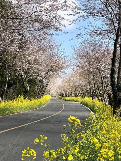 제주벚꽃,제주유채꽃,제주봄,제주도,드라이브코스,제주드라이브코스