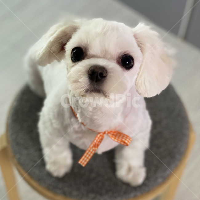 말티즈,animal,귀여운,사랑스러운,작은,소중한,background,cute,dog,pet,puppy,ribon,small,white,young,동물,animal,포유류,mammal,개,강아지,dog,doggy