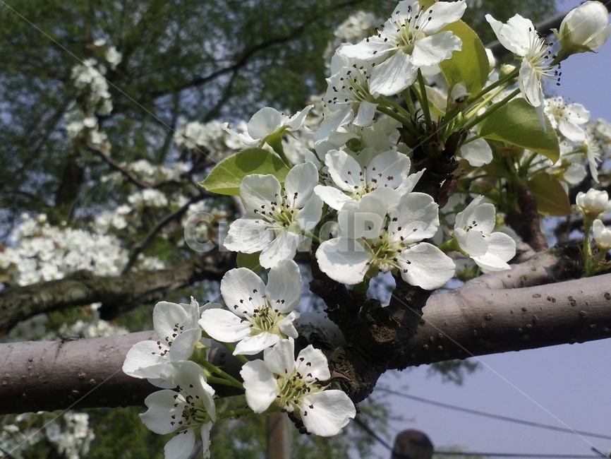 배꽃,peartree,장미과,백색꽃,낙엽활엽소교목과수용,관상용,식용,약용,식물,자연,plants,nature,꽃,flower