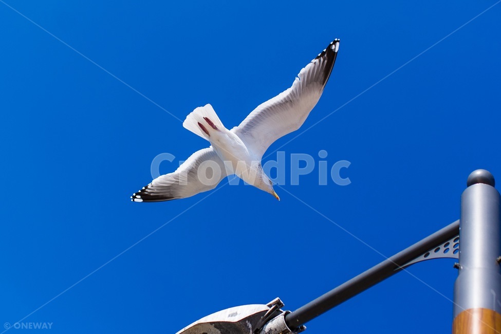 갈매기,조류,새,하늘,날개,파랑,동물,animal,조류,새,birds