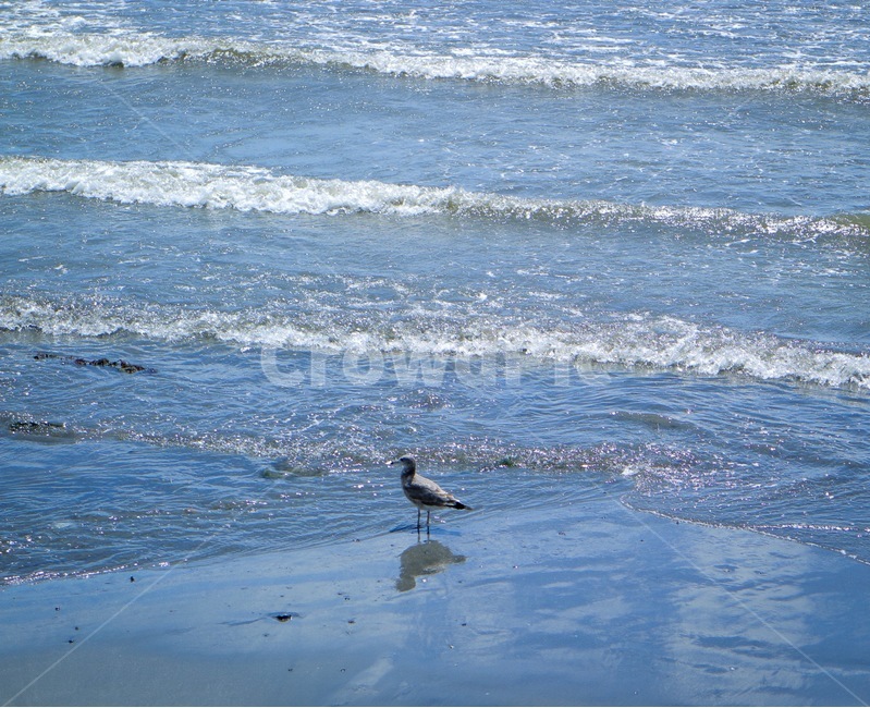 바다,파도,풍경,자연,새,조류,부산,다대포,동물,animal,조류,새,birds