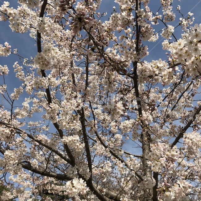 자연,풍경,나무,꽃밭,벚꽃,식물,자연,plants,nature,꽃,flower