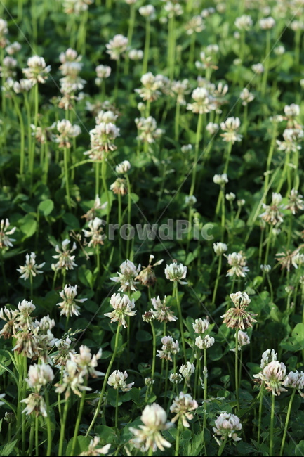 토끼풀,초록,흰색,풍경,봄,햇빛,식물,자연,plants,nature,꽃,flower