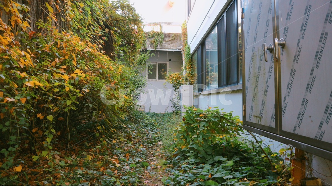 plant,식물,야외,옥외,outdoors