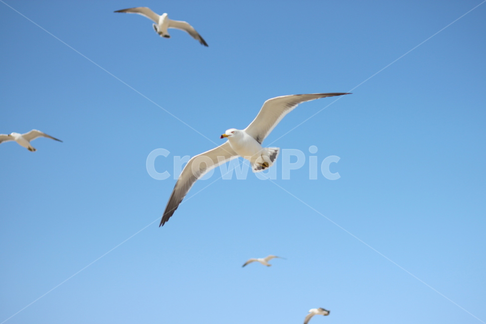 갈매기,비행,seagull,하늘,갈매기때,sky,푸른,맑은