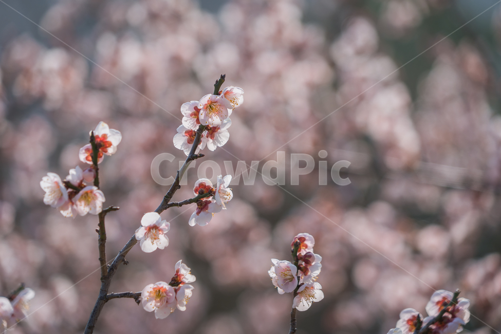 매화,꽃,자연,봄,나무,근접,봄,계절,spring,season,식물,자연,plants,nature,꽃,flower,plant,blossom,cherry blossom,벚꽃
