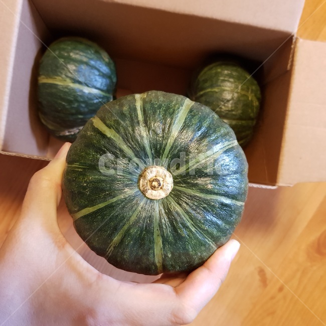 호박,미니호박,밤호박,농산물,농수산물,초록색,초록,음식,식재료,요리,food,cook,meal,dishes,food reserves,채소,야채,vegetables