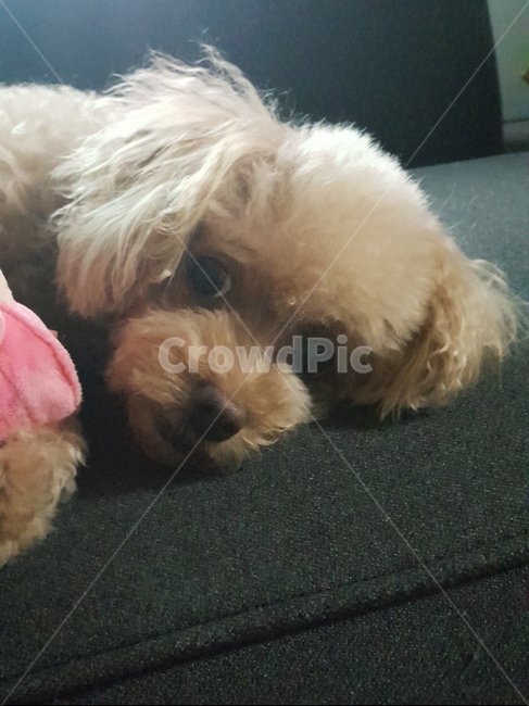 동물,가족,개,사랑,반려견,동물,animal,포유류,mammal,개,강아지,dog,doggy
