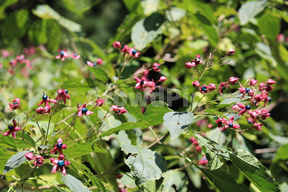 자연,나뭇잎,열매,꽃,풍경,힐링,초록색,식물,자연,plants,nature,꽃,flower,과일,열매,fruit