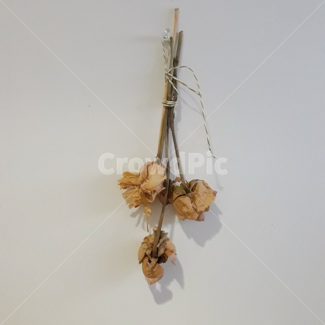말린,꽃,장미,말린꽃,그림자