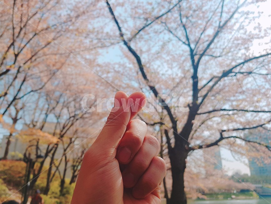 손하트,배경화면,봄배경화면,봄배경,공원,봄,계절,spring,season