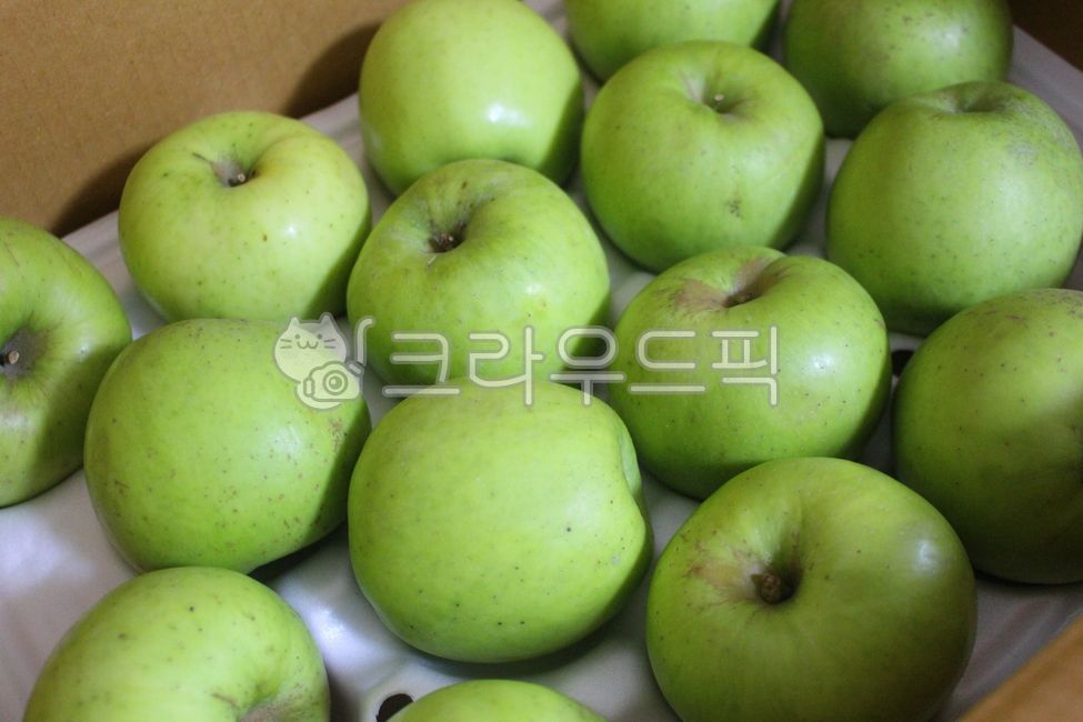 청사과,apple,사과,fruit,과일,아오리,아오리사과