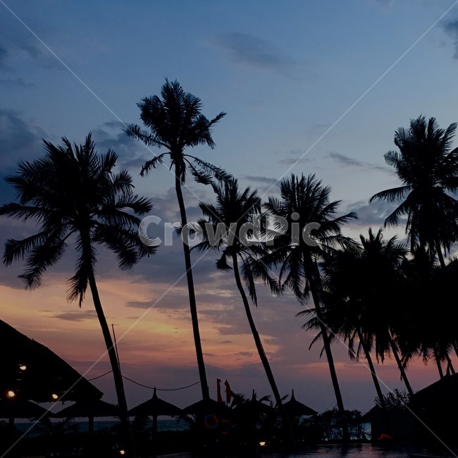 야자수,arecaceae,나무,tree,노을,보라카이