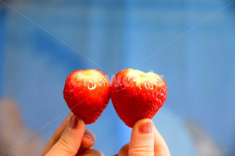 딸기,후식,음식,과일,식재료,손,손가락,열매,빨강색,dessert,fruits,strawberry,음식,식재료,요리,food,cook,meal,dishes,food reserves,과일,열매,fruit,채소,야채,vegetables