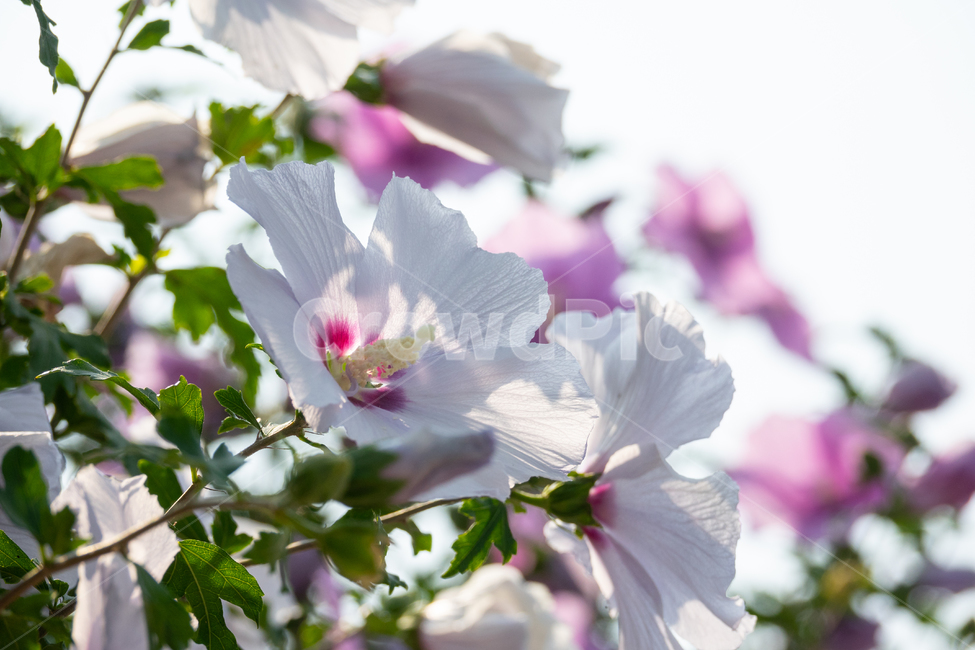 무궁화,꽃말,꽃,국화,식물,풀,잎,식물,자연,plants,nature,꽃,flower