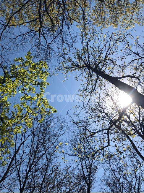 light,빛,식물,tree,나무,하늘,sky,봄,초록,green,초록색,파랑,파란,blue,skyblue