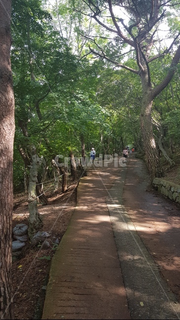 산,길,나무,돌,산책