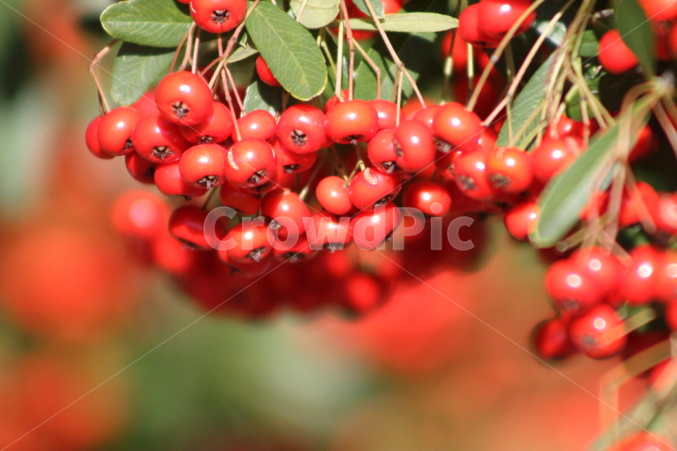 가을,열매,종자,식물,seed,파라칸타,파라칸사스,pyracantha,식물,자연,plants,nature,과일,열매,fruit