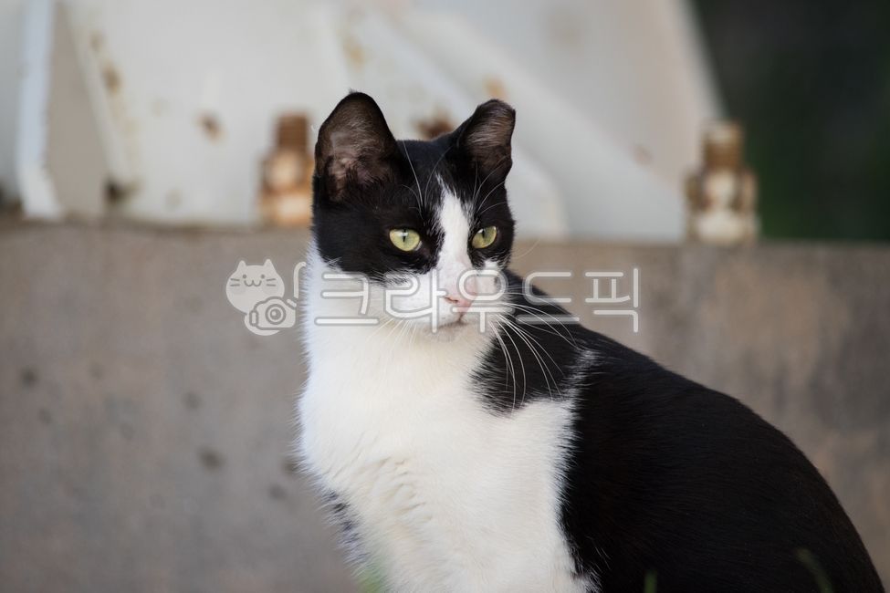 stray cat,Meow,cat,animal,straycat,kitty