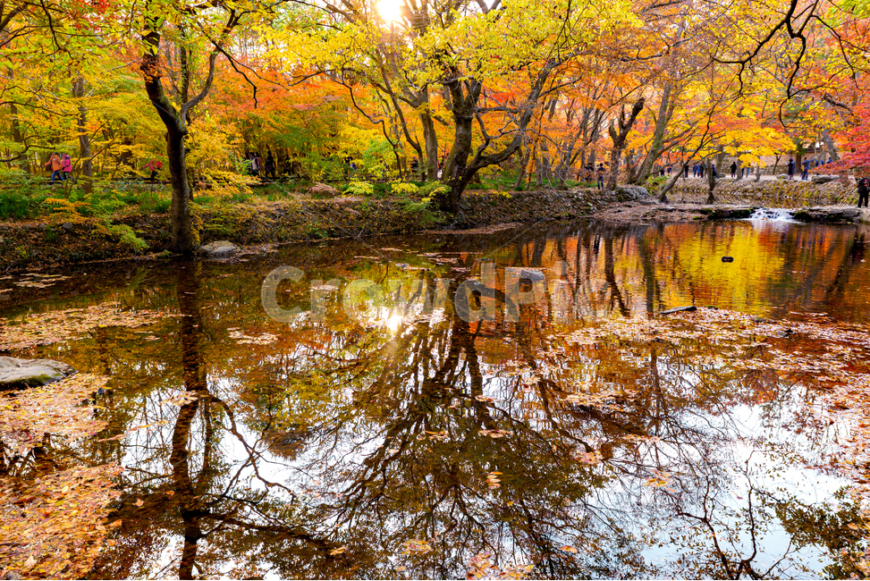 mountain stream,Dosolcheon Stream,reflection,nature,yellow,long exposure,water,red,stepping stones,fall,fallen leaves,outdoors,stream,Gochanggun,land,autumn leaves,stone bridge,Seonunsa Temple,walk,park,water surface