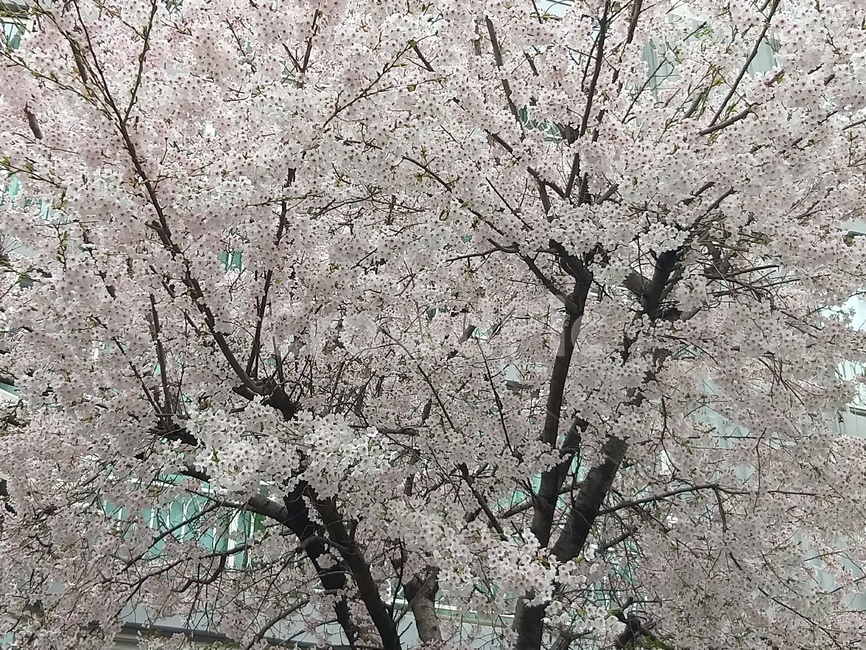 벚꽃,봄,나무,화사함,핑크빛,봄,계절,spring,season,plant,식물,blossom,꽃,flower,cherry blossom