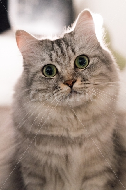 야옹,고양이,배경,동물,반려,동물,animal,포유류,mammal,고양이,cat,kitten,kitty