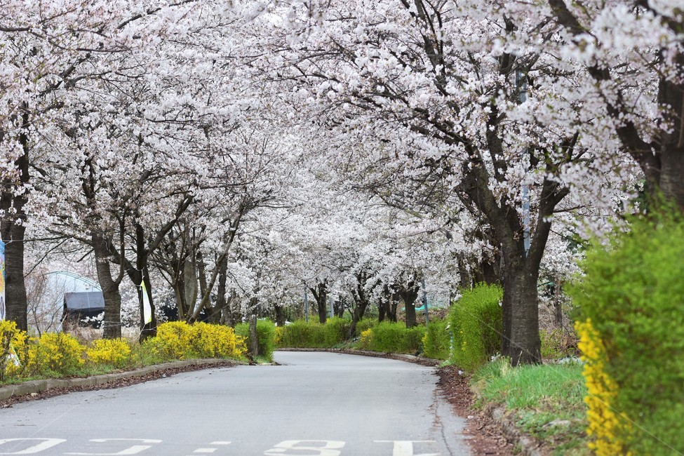 벚꽃,개나리,봄,길,봄길,flower,spring,서울,봄,계절,spring,season