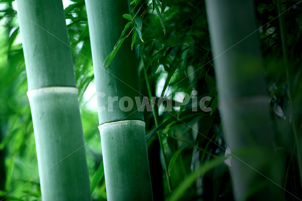 대나무,죽녹원,힐링,스냅,감성,자연,풍경,식물,자연,plants,nature,휴식,힐링,rest,relaxation,healing