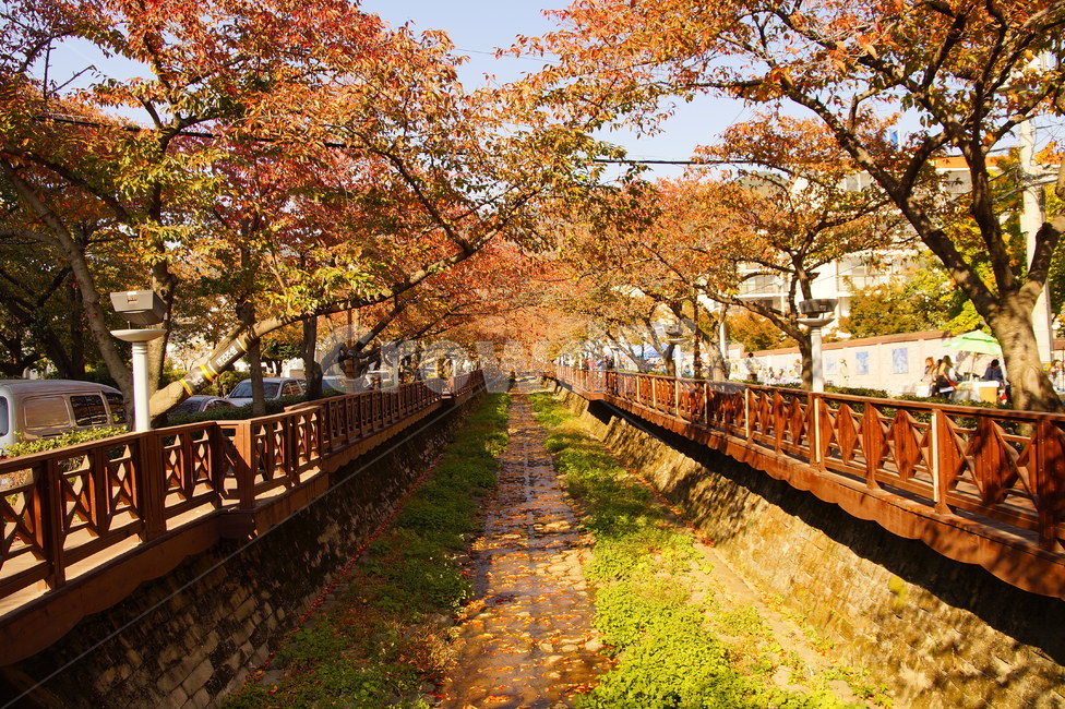 단풍,풍경,가을,식물,나무,진해,창원,경상남도,여좌천,가을,계절,fall,autumn,season
