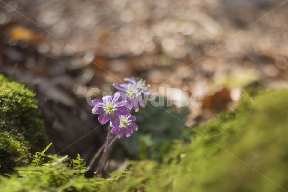 노루귀,분홍노루귀,보케,야생화,봄꽃,봄,계절,spring,season,식물,자연,plants,nature,꽃,flower,blossom,geranium,제라늄,plant