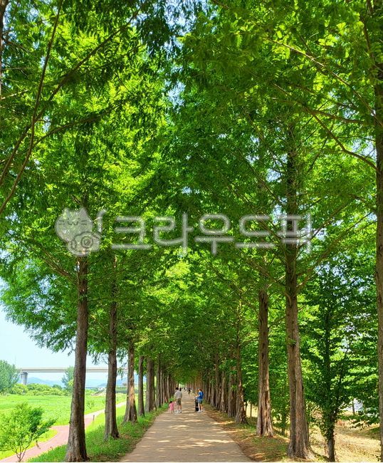 메타세콰이어길,초록,길,산책,나무,공주,walk,traverl,green,road,nature,자연,outdoors,tree