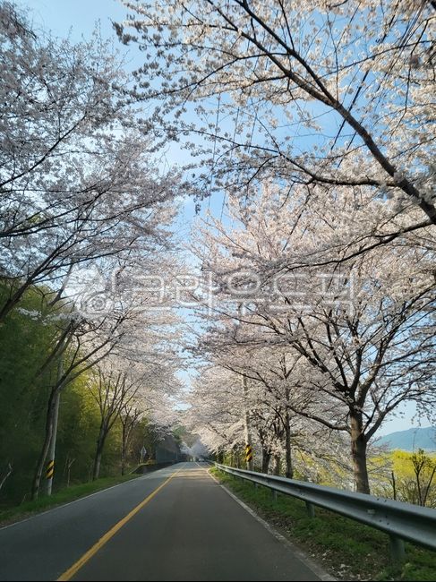 cherry blossom season,spring drive,Flower Road Drive,cherry blossom road,picnic,flower road