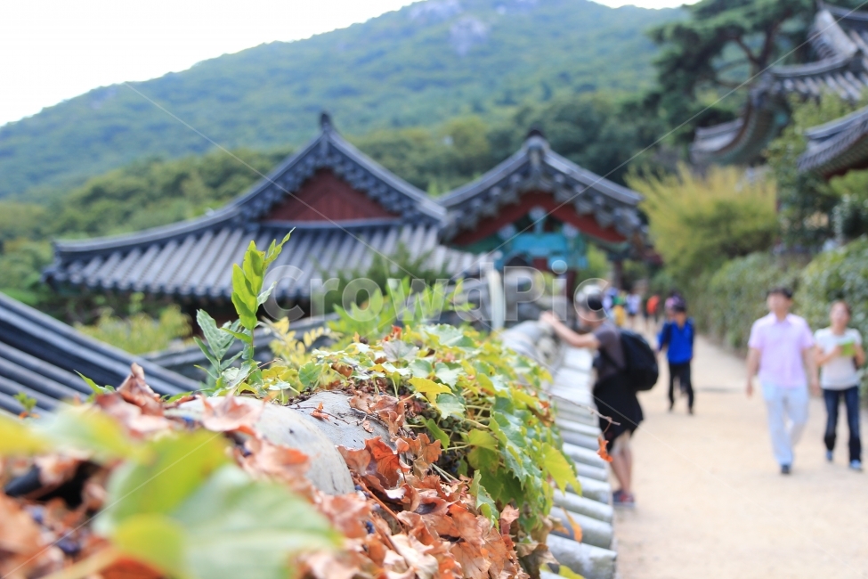 여행,여름,범어사,사진,추억,가을,계절,fall,autumn,season,한국전통,한국문화,korean traditional,korean culture,식물,자연,plants,nature,종교,신앙,religion,belief,faith