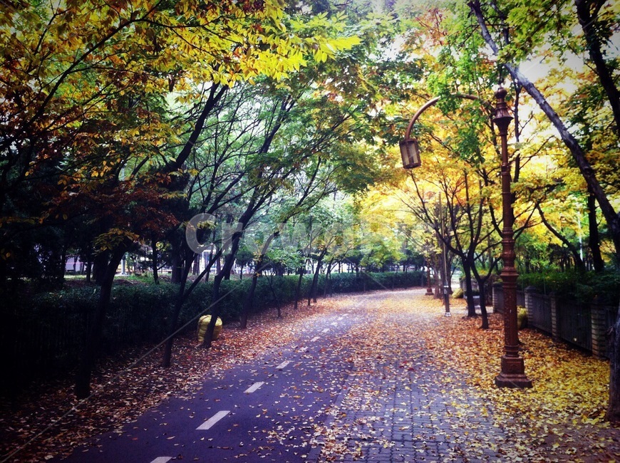 가을,단풍,길,동네,단풍나무,길거리,운치,분위기,감성,알록달록,잎,나뭇잎,나무,tree,자연,가을,계절,fall,autumn,season,자연,풍경,nature,landscape,plant,식물