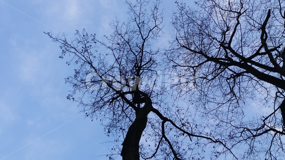 tree,하늘,식물,밤,나무,나무줄기,plant,treetrunk,식물,자연,plants,nature,나무,trees,wood