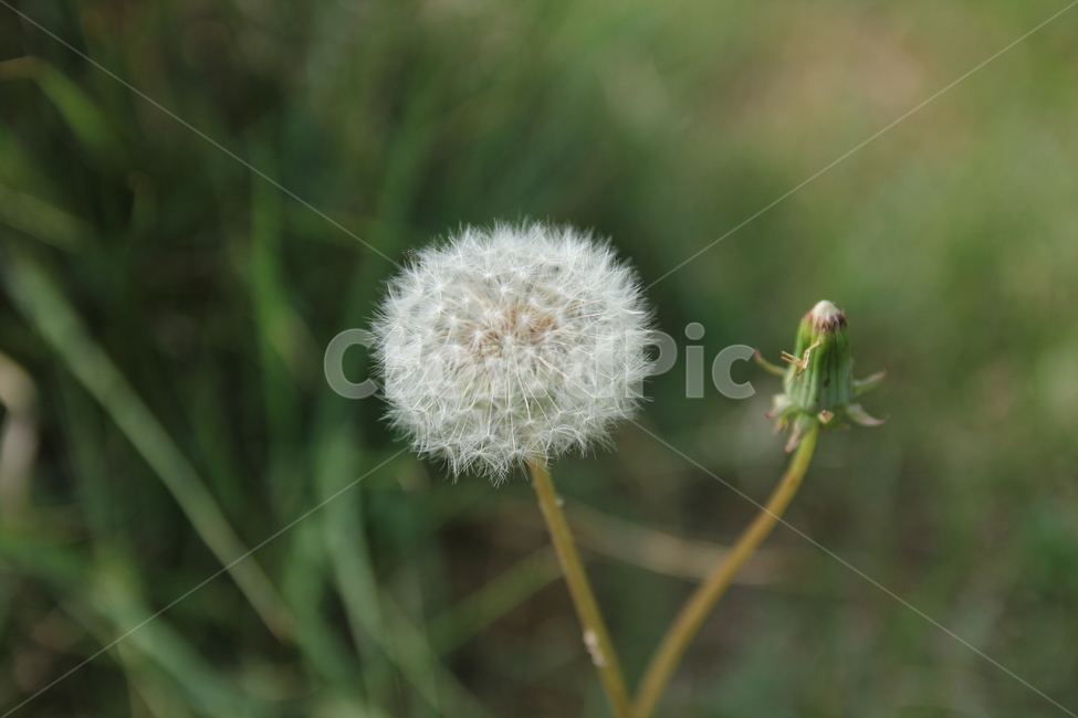 민들레,풀,dandelion,민들레홀씨,식물