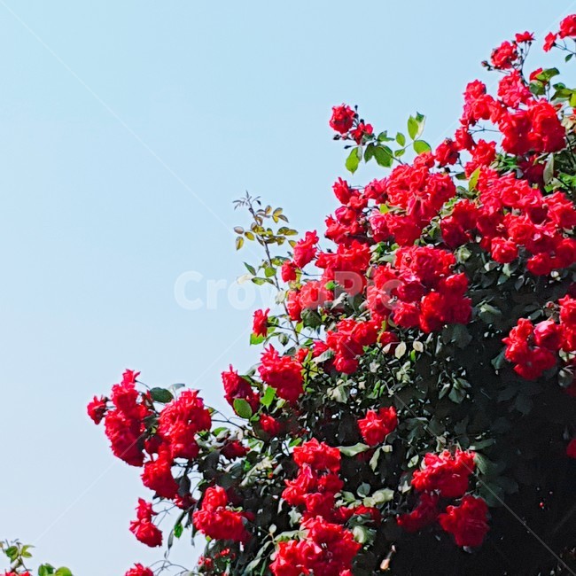 장미,빨간장미,분홍장미,꽃,rose