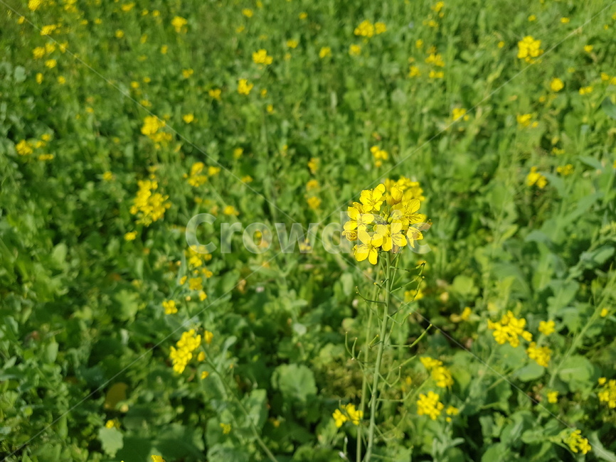 plant,식물,field,들,유채꽃