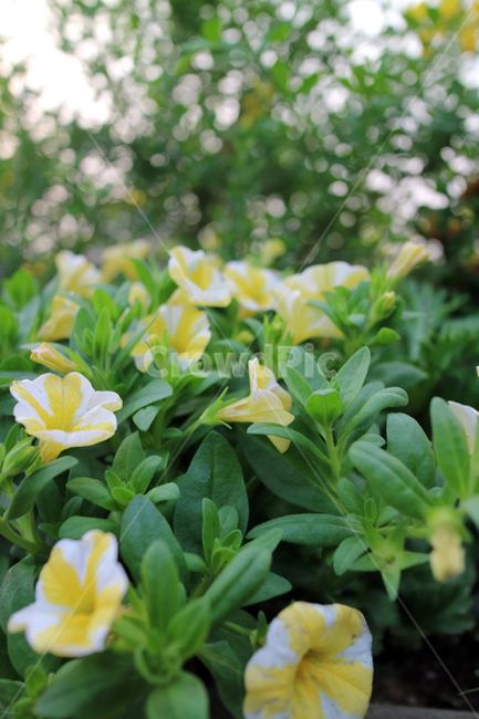 꽃,flowers,봄,계절,식물,자연,꽃밭,정원,아름다움,뷰티,배경이미지,백그라운드,배경,클로즈업,가드닝,텃밭,화려한,꽃잎,꽃송이,꽃봉오리,노란,노란꽃,식물,자연,plants,nature,꽃,flower
