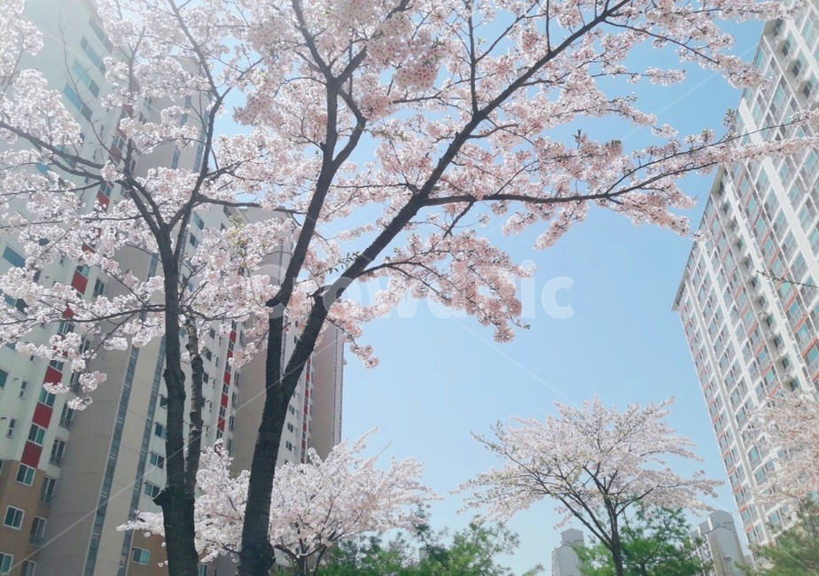 식물,blossom,꽃,벚꽃,cherryblossom,flower,plant,봄,spring