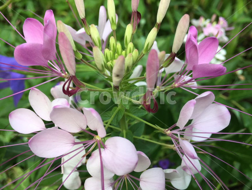 plant,식물,flower,꽃,꽃잎