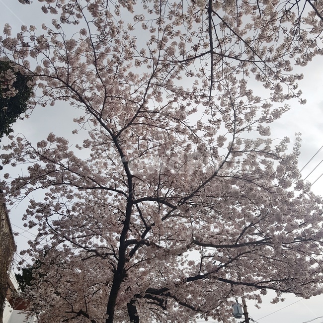 plant,식물,tree,나무,cherryblossoms,벚꽃,cherryblossomtrees,acherrytreeinfullblossom,벚꽃나무,flower,꽃