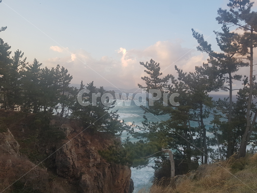 바다,파도,아련함,여름,시원함,자연,풍경,nature,landscape,해외,외국,세계,foreign,oversea,world,세계자연풍경,해외자연풍경,외국자연풍경,world nature landscape,tree,나무,abies,아비,fir,전나무,plant,식물,outdoors,옥외