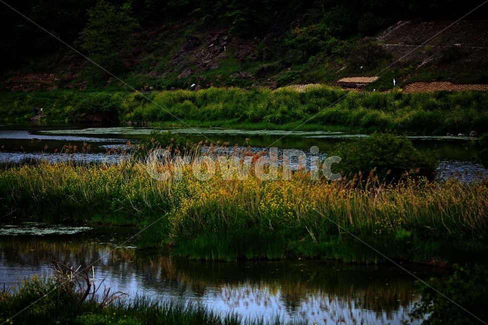 강,나무,물,자연,풍경,자연,풍경,nature,landscape