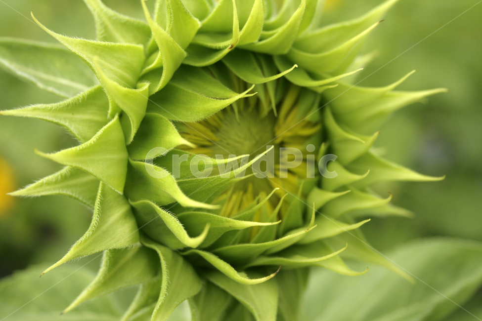 해바라기,식물,flower,plants,nature,꽃,꽃봉오리,꽃밭,여름,공원,길,식물,자연,plants,nature